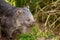 Beautiful wombat in the Australian bush, in a tasmanian park. Australian wildlife in a national park in Australia