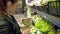 Beautiful women shopping vegetables and fruits in supermarket, brunette choose tomato and pepper, fresh salad