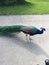 Beautiful wondering peacock