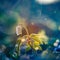 A beautiful wood anemone flower on a forest ground during the sunrise. Morning spring scenery with sun flares.