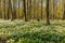 Beautiful wood anemone, spring flowers in the beech forest - wood anemone, windflower, thimbleweed, smell fox - Anemone