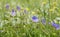 Beautiful Wood cranesbill, woodland geranium, Geranium sylvaticum in countryside northern India