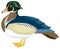 beautiful wood duck stand bird vector illustration transparent background