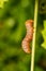 Beautiful Wood Nymph Caterpillar