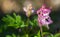 Beautiful woodland bluebell forest in spring. Purple and pink flowers