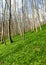 Beautiful woodland with growing wild garlic plants in early spring