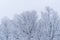 Beautiful woodland tree cover with snow in Zao moutain Japan