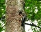 Beautiful woodpecker bird near his hollow with kid, Lithuania