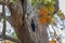 Beautiful Woodpecker in a tree