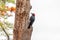 Beautiful Woodpecker on a tree