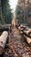 Beautiful woods path lined with logs, autumnal tranquility captured