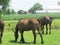 Beautiful work horses for the Amish in Pennsylvania