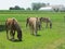 Beautiful work horses for the Amish in Pennsylvania