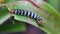 Beautiful worm of butterfly eating leaf