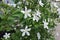 Beautiful Wrightia, Antidysenterica, white fully blossom flower at end stalks in nature.