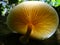 The beautiful Wrinkled Peach Mushroom.