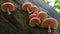 The beautiful Wrinkled Peach Mushroom.