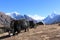 Beautiful Yak in the Himalayas as Mount Ama Dablam Background