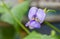 Beautiful Yardlong beans flower in the garden in tropical