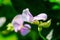 Beautiful Yardlong beans flower in garden in tropical