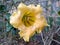 Beautiful yellow amaryllis flower blossoming in the garden