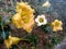 Beautiful yellow amaryllis flower blossoming in the garden