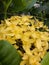 Beautiful Yellow Ashoka flower