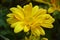Beautiful Yellow Aster Flower Captured Close Up Macro Photography