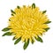 Beautiful yellow aster isolated on white background.