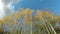 Beautiful yellow autumn aspen trees and clouds motion, time lapse