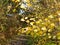 Beautiful yellow autumn leaves up close on branch