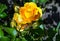 beautiful yellow barely rose flower