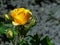 Beautiful yellow barely rose flower
