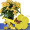 Beautiful yellow Begonia potted plant gift with yellow flowers with Springtime yellow daisy watering can