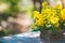 Beautiful yellow bells of blooming Lysimachia vulgaris garden loosestrife, yellow loosestrife, or garden yellow loosestrife bouq