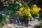 Beautiful yellow bells of blooming Lysimachia vulgaris garden loosestrife, yellow loosestrife, or garden yellow loosestrife bouq