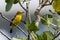 Beautiful yellow bird perch on tree branches