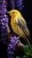 Beautiful yellow bird warbler on a purple flowering tree