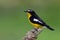 Beautiful yellow and black bird with white feathers marking on h