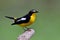 Beautiful yellow and black bird with white feathers marking on h