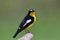 Beautiful yellow and black bird with white feathers marking on h