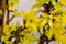 Beautiful yellow blooming of Border Forsythia