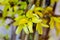 Beautiful yellow blooming of Border Forsythia