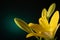 Beautiful yellow blooming lilly flower with buds isolated