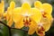 Beautiful yellow blooming orchid flower