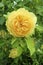 A beautiful yellow blossom of an English rose on green background