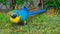 Beautiful yellow and blue macore parrot bird