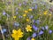 Beautiful yellow, blue and purple wildflowers on the green slopes of northern Elbrus