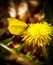 A beautiful yellow brimstone butterfly sitting on a hawkbit blossom