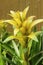 Beautiful yellow bromelia flower in the garden on sunny day